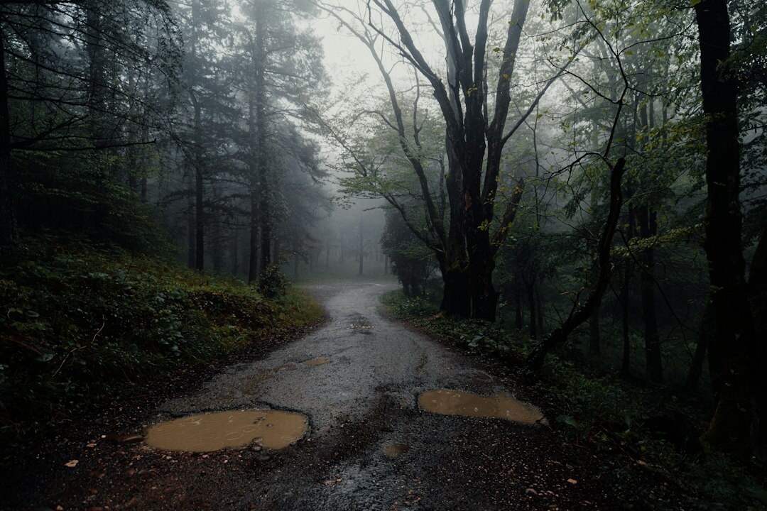 dark mysterious forest path